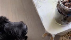 Натуральные чипсы для собаки в дегидраторе.