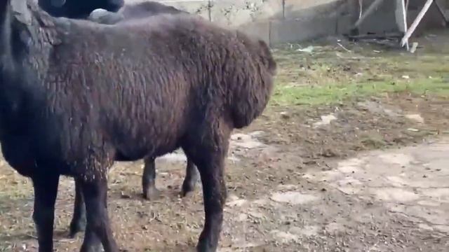 Урыктык кошкарлар Туркистан Байдибек ауданы  ☎️ 8 775 185 00 07