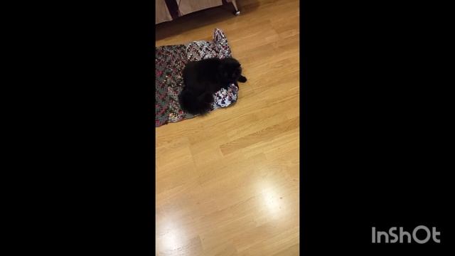 Кошка Глаша играет с ковриком. смотреть онлайн