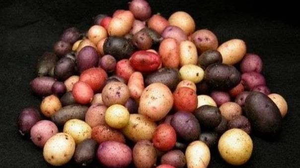 Выращивание картофеля из семян. Часть 2. смотреть онлайн