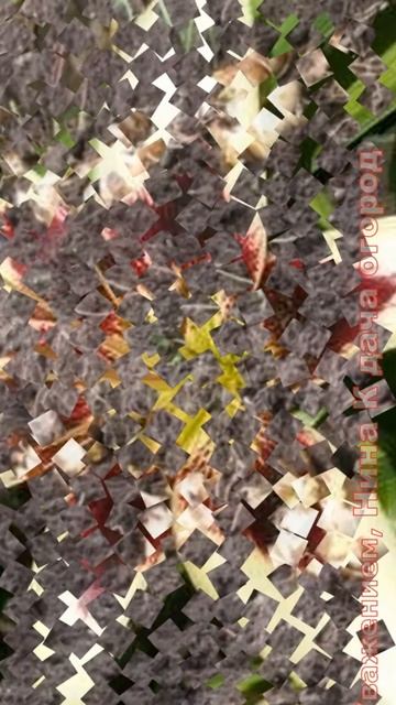 Глубина посадки луковиц Лилий. На какую глубину сажать лилии, как сажать лилии #огород#лилия#shorts смотреть онлайн