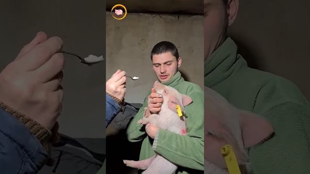 Годування відстаючого поросятка/Яйце та молоко творять дива