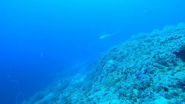 трешер-шарк 4