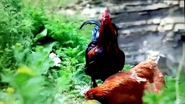 Хирамагомед Хирамагомедов - О предках