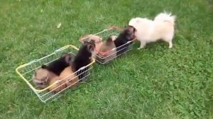 Милые шпицы