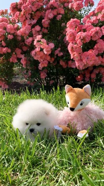 Щенки померанского шпица смотреть онлайн