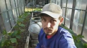 КОРНЕВАЯ И ВНЕКОРНЕВАЯ ПОДКОРМКА ОГУРЦОВ. УДОБРЕНИЕ ЗДРАВЕНЬ ТУРБО УНИВЕРСАЛЬНЫЙ