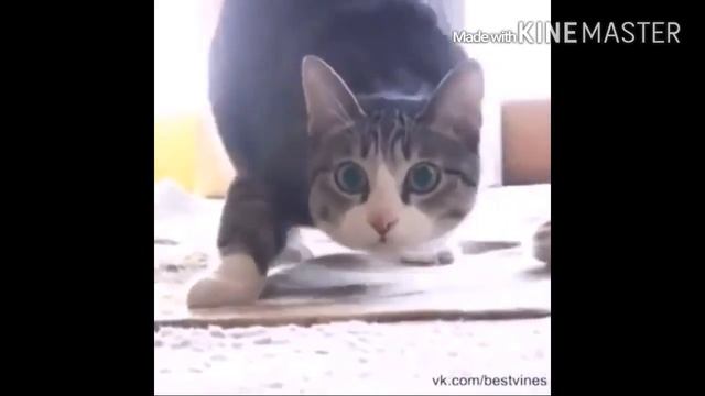 Кот танцует Вигу Вигу!