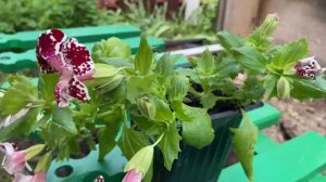 Мимулюс радует. 17 мая 2025 год