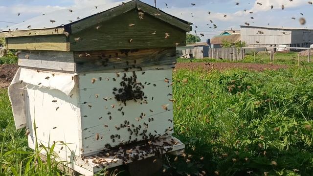 пчелы смотреть онлайн