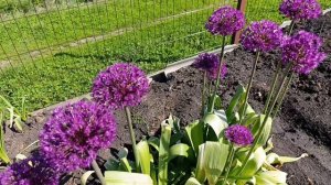 17-05-2025 Жизнь в деревне 🏡.