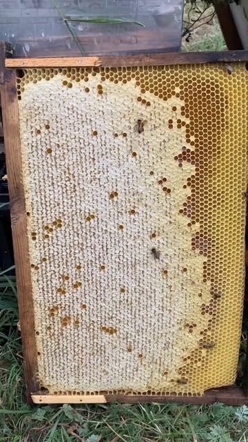 Сентябрь, а пчелы еще много. Сокращаю гнёзда.