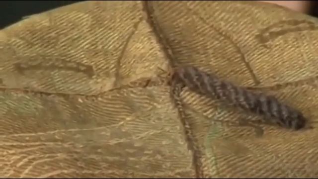История кавказского костюма. З.Доде, доктор историчес? смотреть онлайн