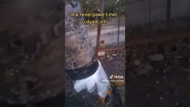 Прививка черешни на сливу и вишню часть6 #прививкараст смотреть онлайн