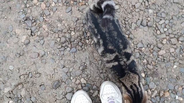 Немски шпиц се срещна отблизо с коте. German spitz meets a cat смотреть онлайн