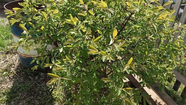 17 мая 2025 г. Тепло😊 работаем в саду. смотреть онлайн