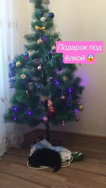 Подарок под ёлкой 😱#луна #собака #шпиц #satisfying #подарки#подаркинановыйгод #fluffy #смешноевидео смотреть онлайн