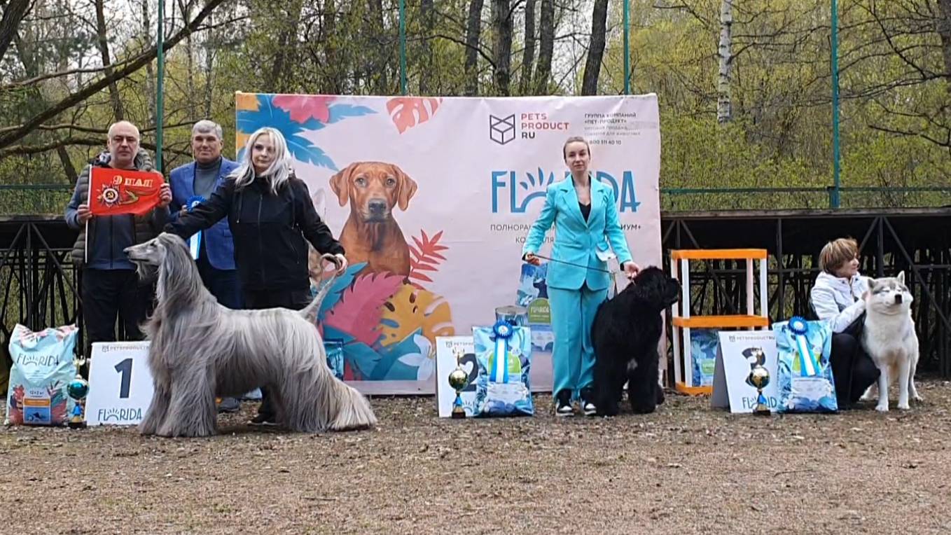 10.05.2025, СПб. "СПбГКСС" (РКФ, РФСС). Выставка собак всех пород "ДОГ ЭКСПО" (САС, ЧРКФ) смотреть онлайн