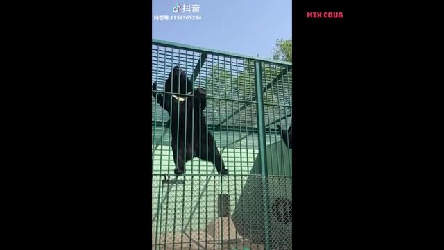 MIX COUB #9 | Best Cube | Funny Moment | ЛУЧШИЕ ПРИКОЛЫ смотреть онлайн
