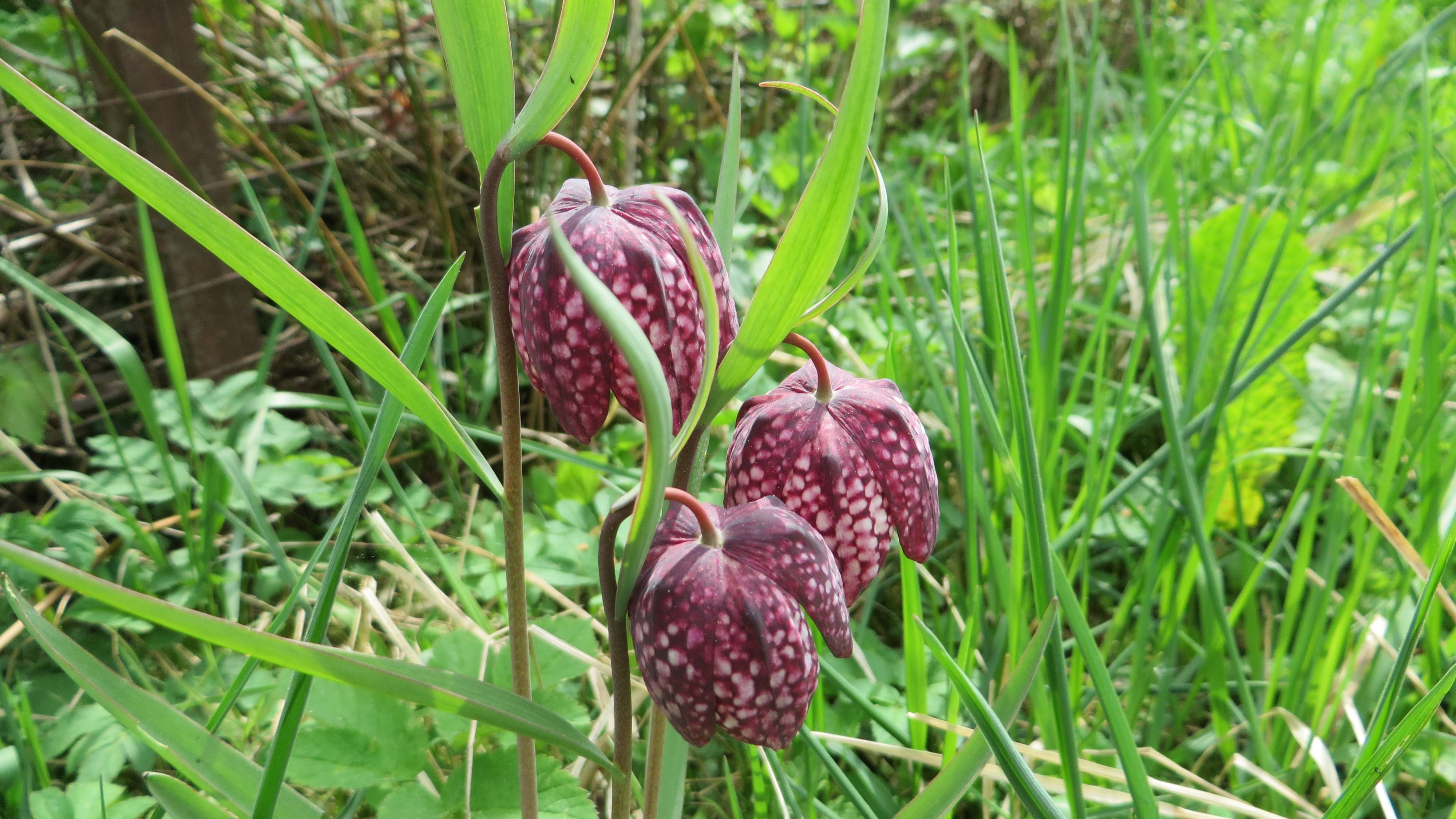 Рябчик шахмотный.