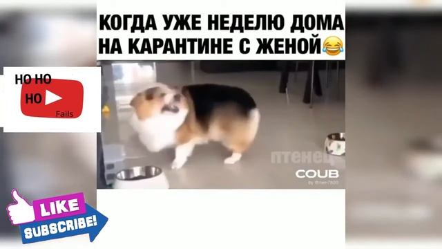 самые лютые приколы 2021 про карантин я ржал до слез смотреть онлайн