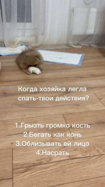 #рекомендации #шпиц смотреть онлайн
