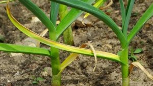 Желтеет чеснок на грядке — чем полить и подкормить