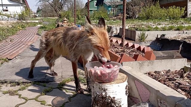 (1019) Лиса приходит в гости. Май 2025 смотреть онлайн