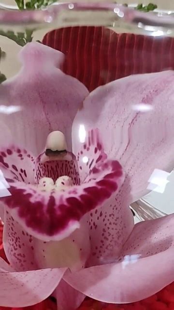 ПОДАРОК В ГОЛЛАНДИИ К 14 ФЕВРАЛЯ И 8 МАРТА.ОРХИДЕИ# #крас смотреть онлайн