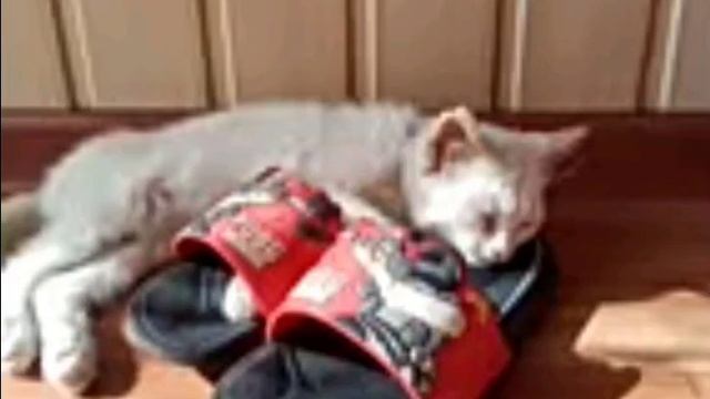 снежок утром смотреть онлайн