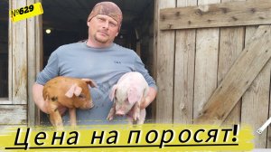 КУПИЛИ ПОРОСЯТ. СКОЛЬКО СТОЯТ ХОРОШИЕ ПОРОСЯТА В СИБИРИ. Будни в Омской деревне.