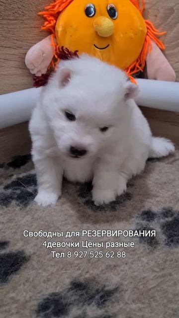 щенки белаясобака японский шпиц смотреть онлайн