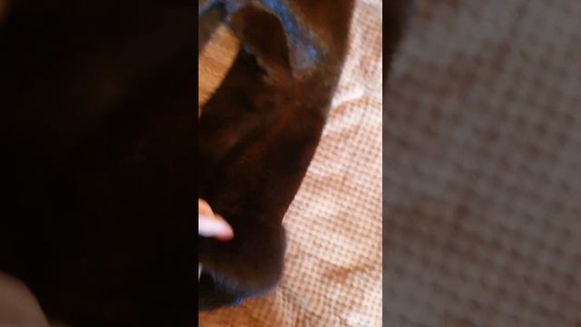 Шуба из сурка смотреть онлайн