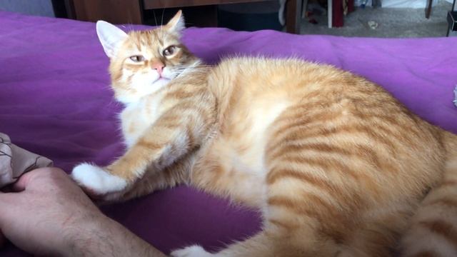 Кот атакует / Сонный кот / Нападение кота на руку смотреть онлайн