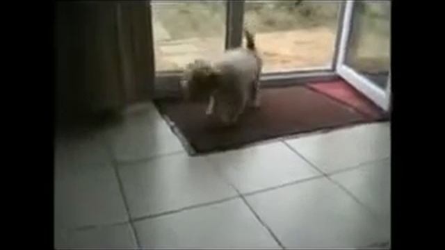 Чистюля. ПРИКОЛ смотреть онлайн