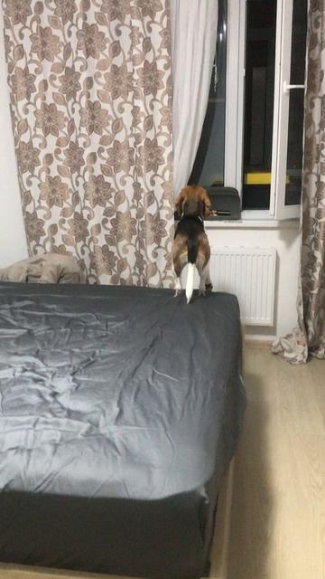 Кэндюха ругается на насекомое