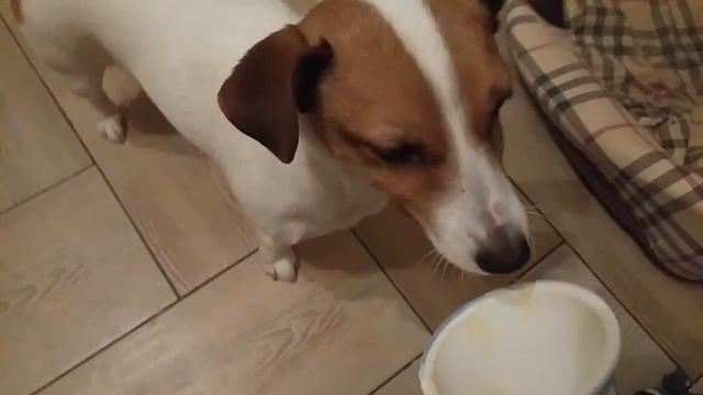 Санта и вкусный йогурт) смотреть онлайн