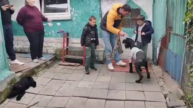 Игра Пули, Цирцеи с гостями из Ялты. Детки с Роман- Кош Цариной Монплезир в гостях у заводчика 21.0