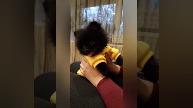 маленький Мишка и его родители