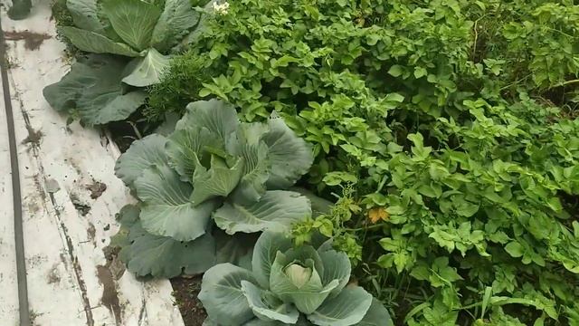 Прогулка по даче. 2 августа 2024 смотреть онлайн