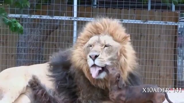 Смех до слез!) Fresh PrikoL ) Ржач ) смотреть онлайн