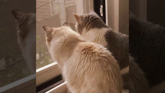 T. A. T. U. - покажи мне любовь🌸