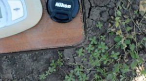 Абрикос Пинкот 2019 год.