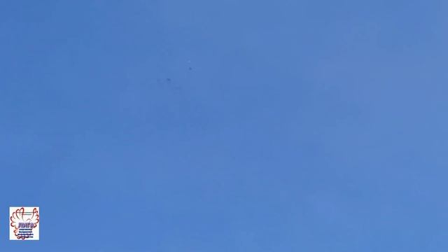 Голуби. 13.01.2022г. смотреть онлайн