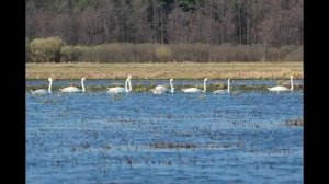 Плаття твоє із ситцю