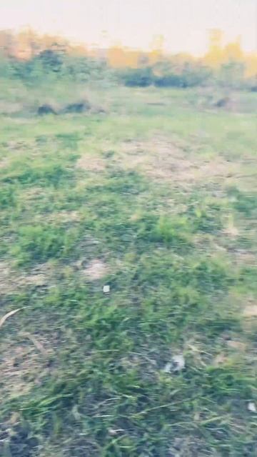 #shortsvideo #лолочка #pomeranian #шпиц #2024 у шпица на улице свои интересы 😀🤨 смотреть онлайн