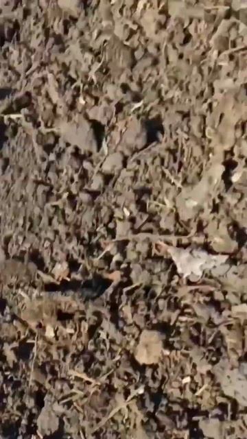 Готовь почву под картошку с осени #огород #дача #почваосенью #чтодобавить #нинакдача смотреть онлайн