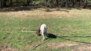 Пять главных составляющих рациона коз. Чем кормить коз. Кормим коз правильно. Выгодное кормление коз