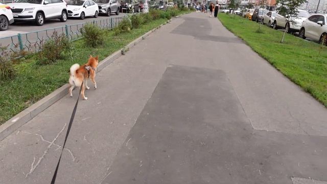 vlog: продолжаю любить жизнь смотреть онлайн