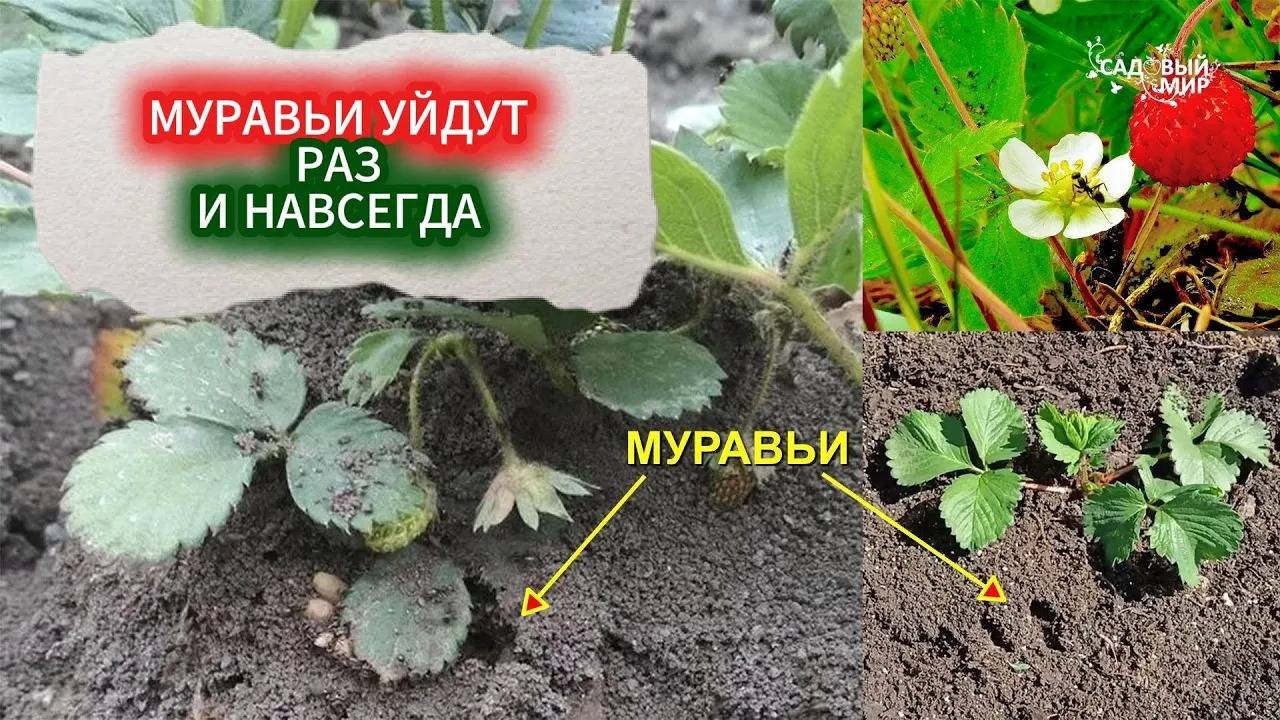 МУРАВЬИ В ТЕПЛИЦЕ: ИНСТРУКЦИЯ ДЛЯ ТЕХ, КТО УСТАЛ С НИМИ БОРОТЬСЯ. МУРАВЬИ УЙДУТ РАЗ И НАВСЕГДА! смотреть онлайн